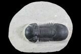 Bargain, Paralejurus Trilobite Fossil - Ofaten, Morocco #92132-1